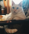 Ruben